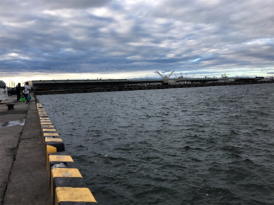 今日はサビキで。