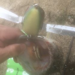 トップで水面爆発！