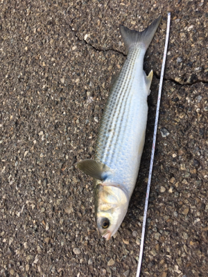 ボラ釣れたー
