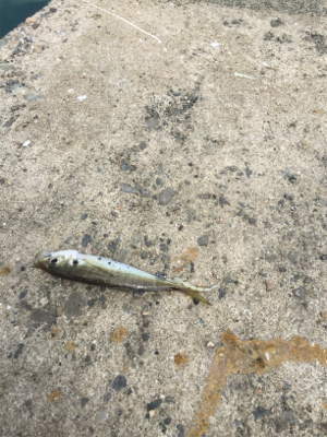 濁りが強く渋かったです