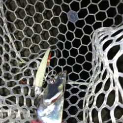 タチウオ、何処へ？