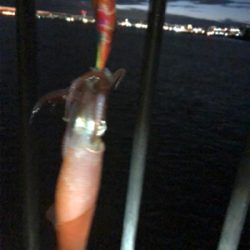 ソコソコサイズのケンサキ