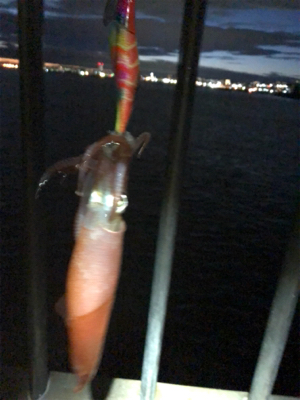 ソコソコサイズのケンサキ