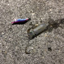 夜通しエギング