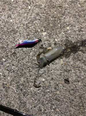 夜通しエギング