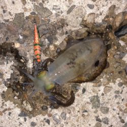 明日の晩ごはん