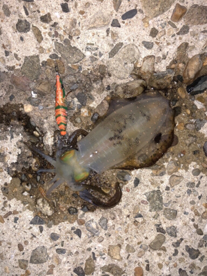 明日の晩ごはん