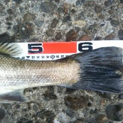 辰巳でシーバスとタチウオ