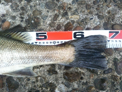 辰巳でシーバスとタチウオ