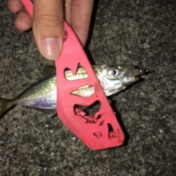 (‘-‘ 鯵)з(‘-‘ 鯖)з