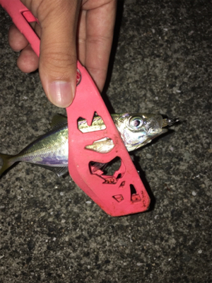 (‘-‘ 鯵)з(‘-‘ 鯖)з