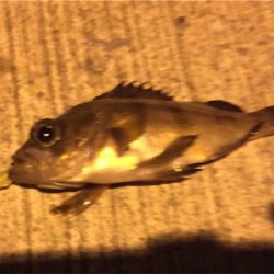 粘ったんですが小メバル1匹でした