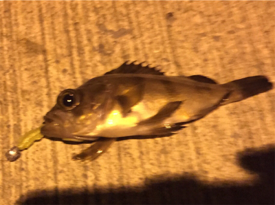 粘ったんですが小メバル1匹でした