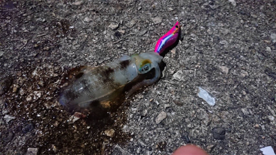 串本大島でデイエギング