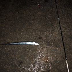 タチウオベルトサイズ