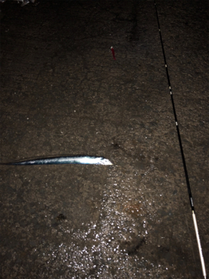 タチウオベルトサイズ