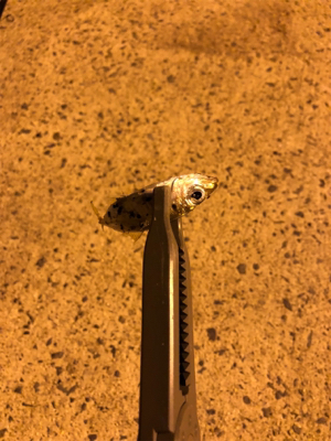 濁りがきつい…