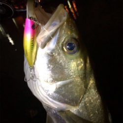 シーバススーパーボイル！