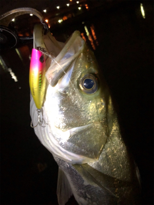 シーバススーパーボイル！