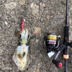 アオリイカ調査