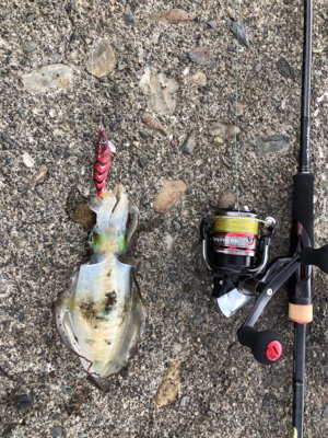 アオリイカ調査