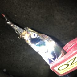 とうとうホームにも、やってきた！