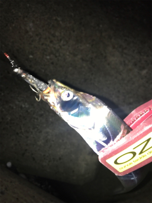 とうとうホームにも、やってきた！