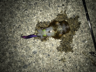 アオリイカ釣れました！