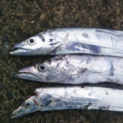辰巳でタチウオ
