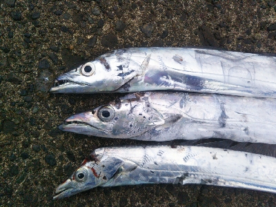 辰巳でタチウオ