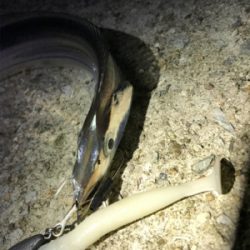 安定のタチウオ