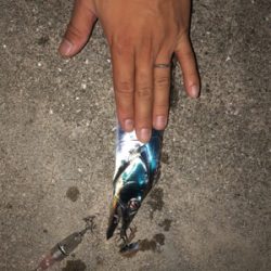 アオリを求めて(和歌山由良編)