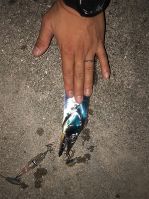 アオリを求めて(和歌山由良編)