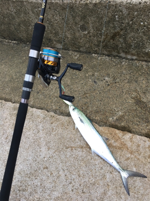 サゴ・サゴ・ガッシー