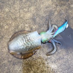 仕事前の新子調査