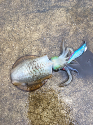 仕事前の新子調査