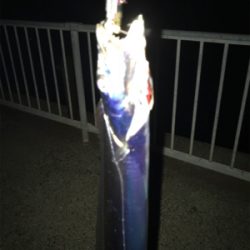 タチウオ好調‼︎