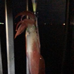 アオリとケンサキ