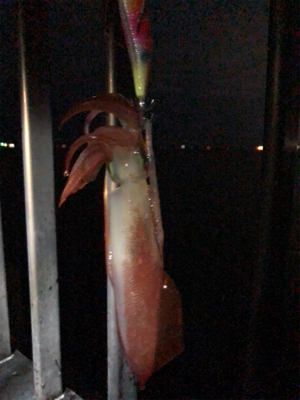 アオリとケンサキ