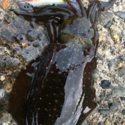 短時間エギング