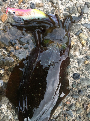 短時間エギング