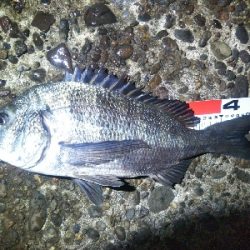 辰巳でタチウオとチヌ