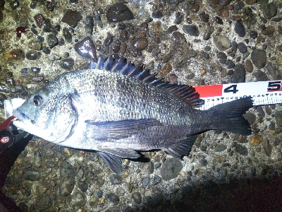 辰巳でタチウオとチヌ