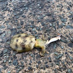 買い物帰りに短時間釣行