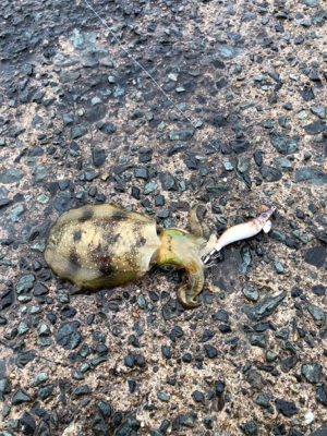 買い物帰りに短時間釣行