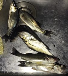 暇つぶしのライトゲーム