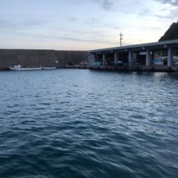 秋イカ新子調査