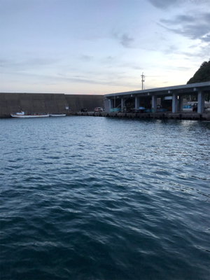 秋イカ新子調査