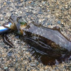 夜釣りもたーのし〜(●￣ω￣●)ﾉ