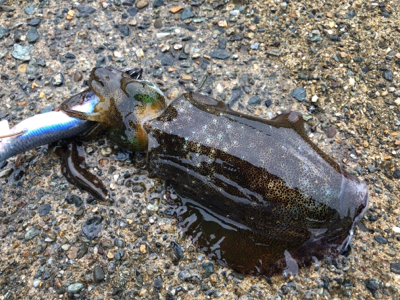 夜釣りもたーのし〜(●￣ω￣●)ﾉ